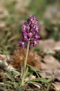 Dactylorhiza romana